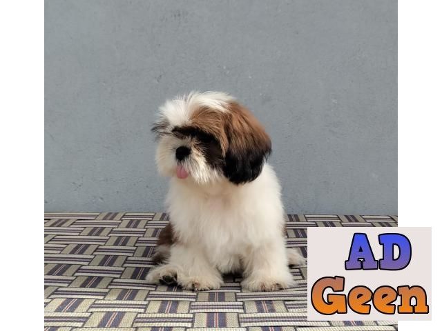 used All Breed Top Quality puppies available 9891116714 Shih Tzu for sale 